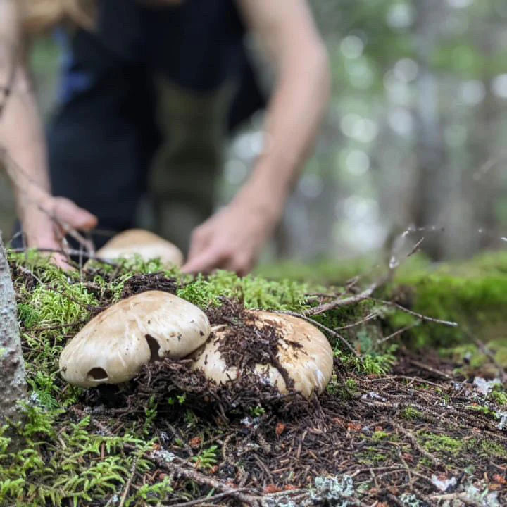 Newfoundland Salt Company Matsutake Sea Salt
