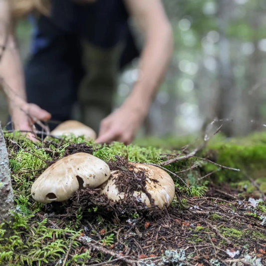Newfoundland Salt Company Matsutake Sea Salt