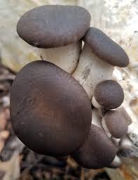 Mushroom Growing Kits from Windy Heights