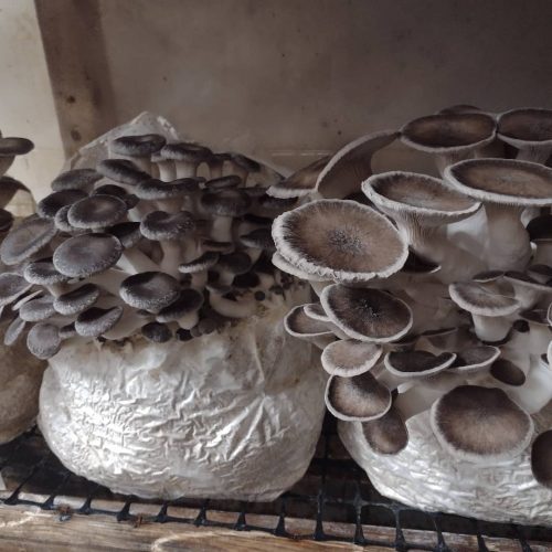 Mushroom Growing Kits from Windy Heights