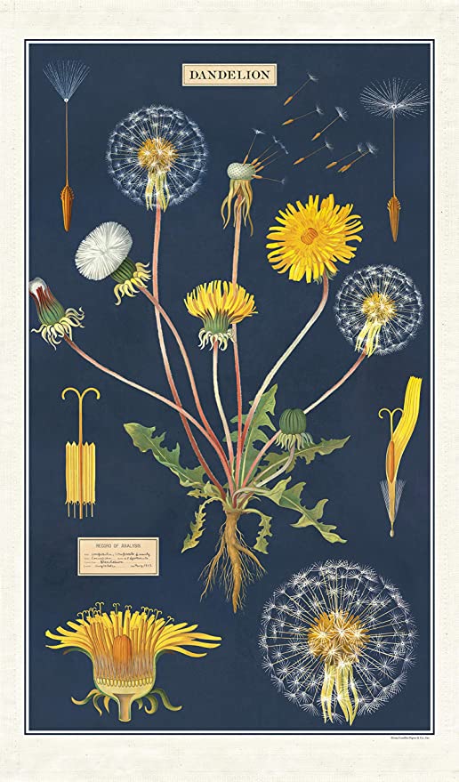 Cavallini & Co. Vintage Tea Towels
