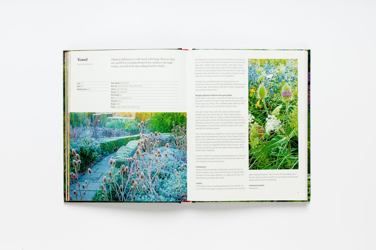 Wild About Weeds by Jack Wallington