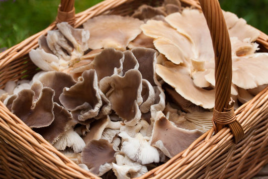 Mushroom Growing Kits from Windy Heights