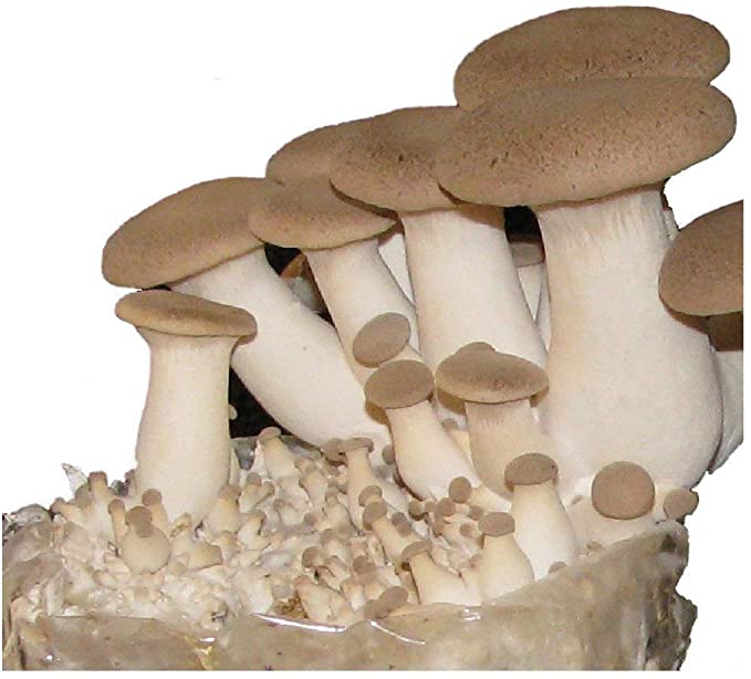 Mushroom Growing Kits from Windy Heights