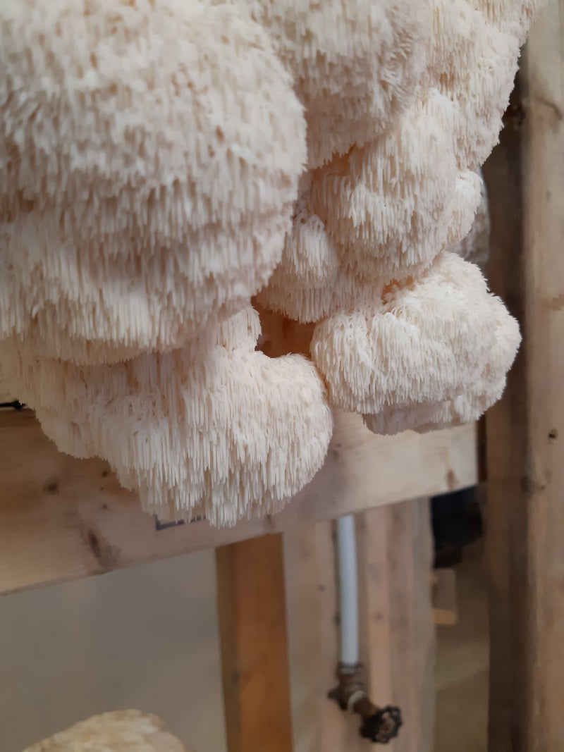 Mushroom Growing Kits from Windy Heights