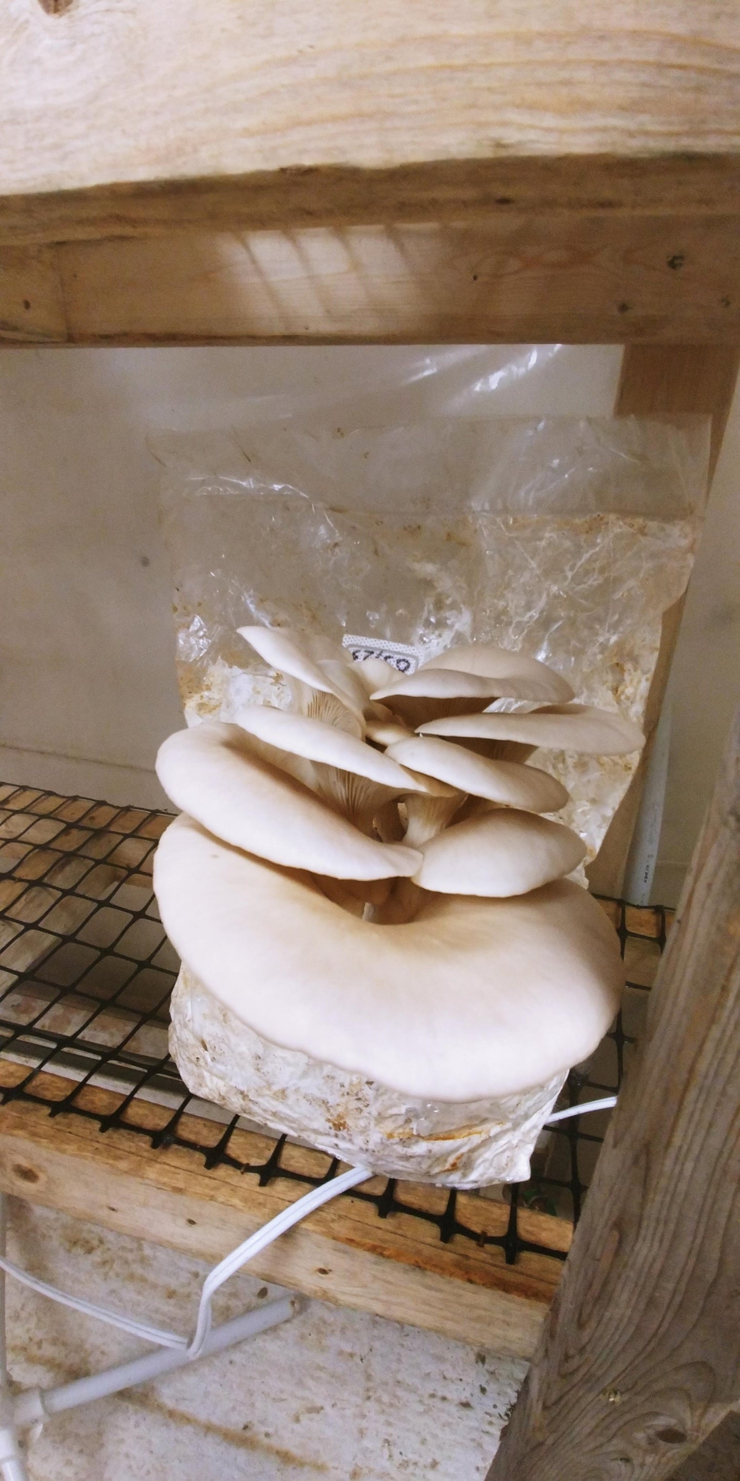 Mushroom Growing Kits from Windy Heights