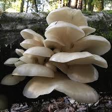 Mushroom Growing Kits from Windy Heights