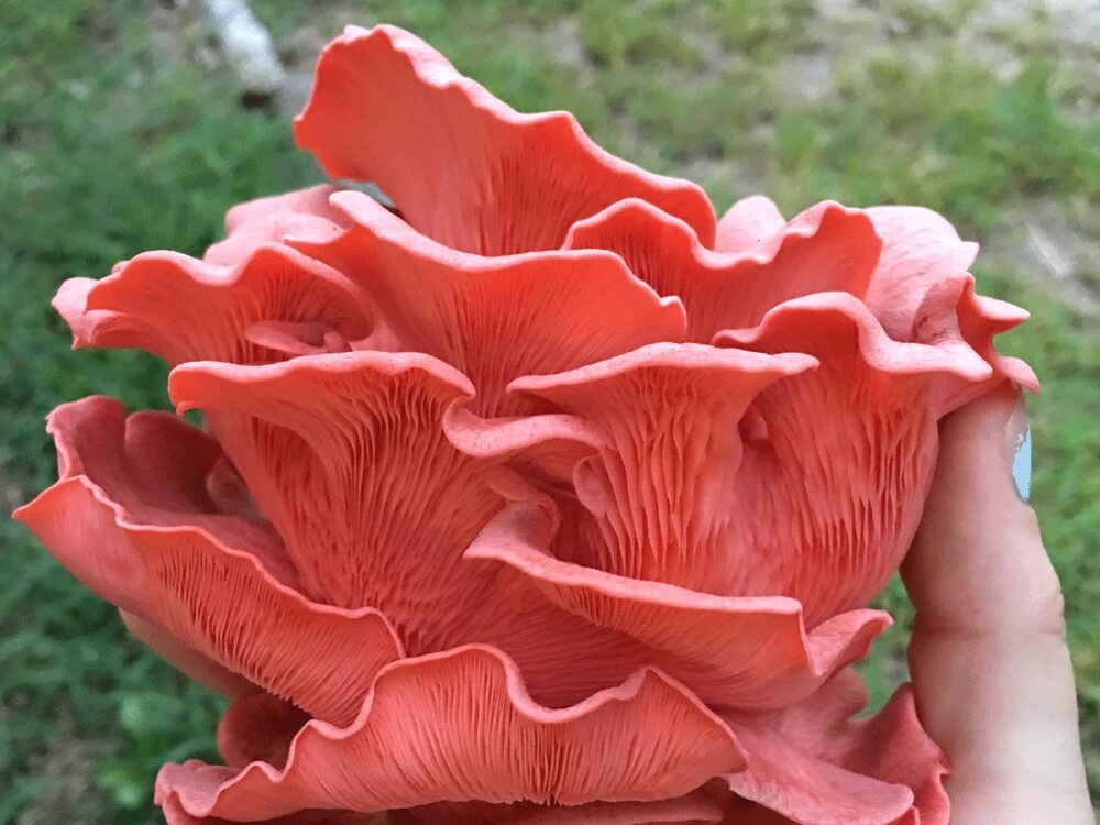 Mushroom Growing Kits from Windy Heights