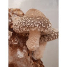 Mushroom Growing Kits from Windy Heights