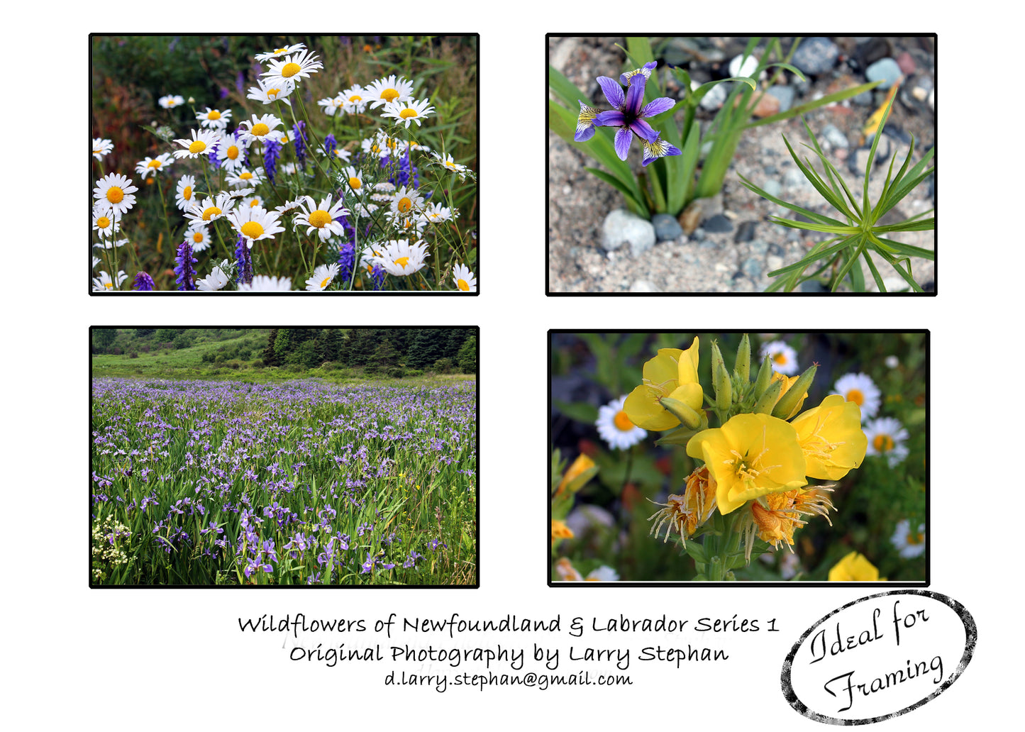 Newfoundland Photography Note Cards by Larry Stephan