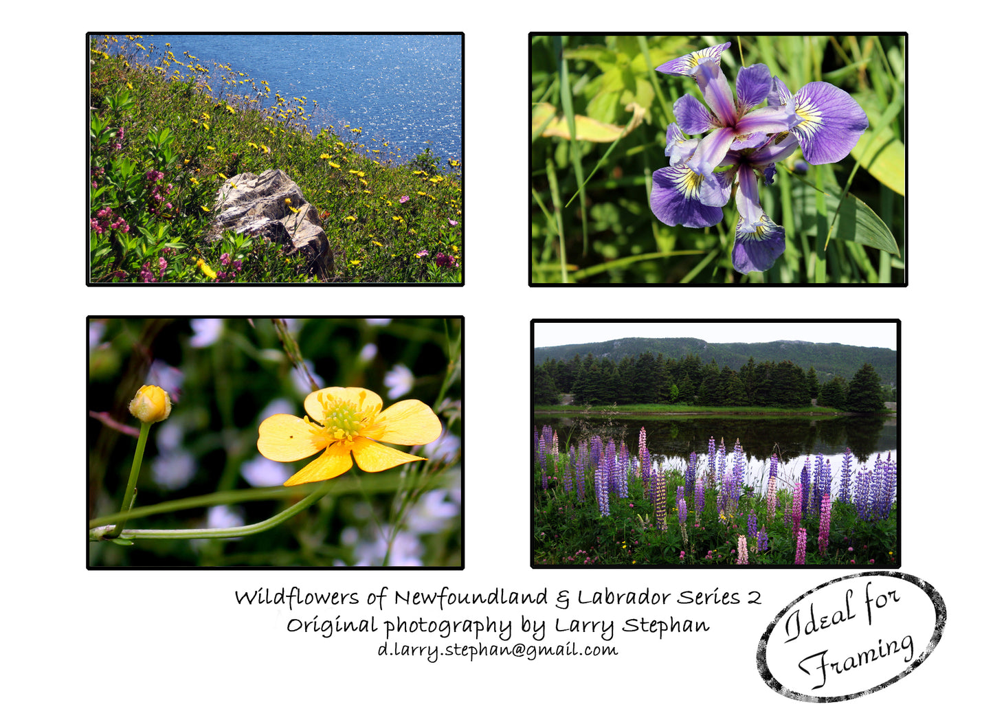Newfoundland Photography Note Cards by Larry Stephan