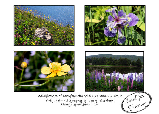 Newfoundland Photography Note Cards by Larry Stephan