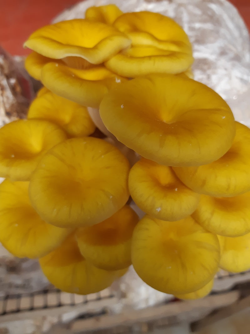 Mushroom Growing Kits from Windy Heights