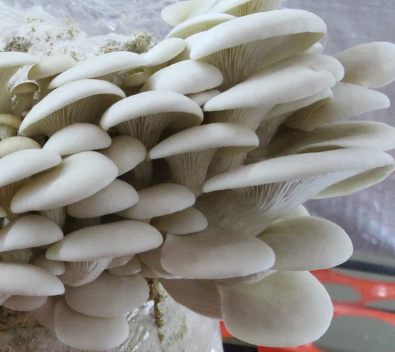 Mushroom Growing Kits from Windy Heights