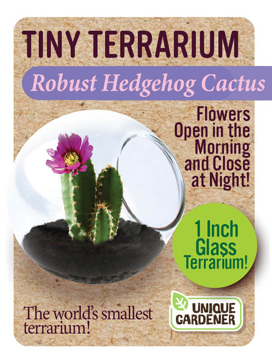 Tiny Terrarium Assorted Cactus or Sedums