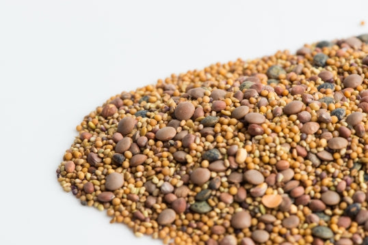 Mumm's Sprouting Seeds