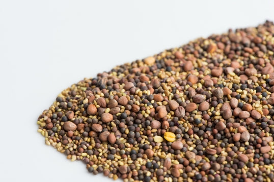 Mumm's Sprouting Seeds