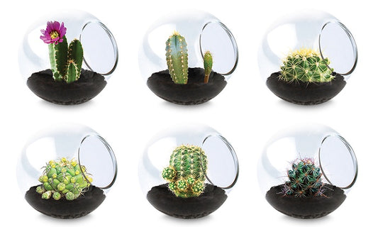 Tiny Terrarium Assorted Cactus or Sedums