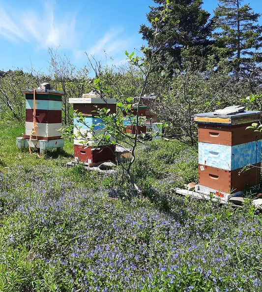 Baccalieu Trail Honey Bees Honey