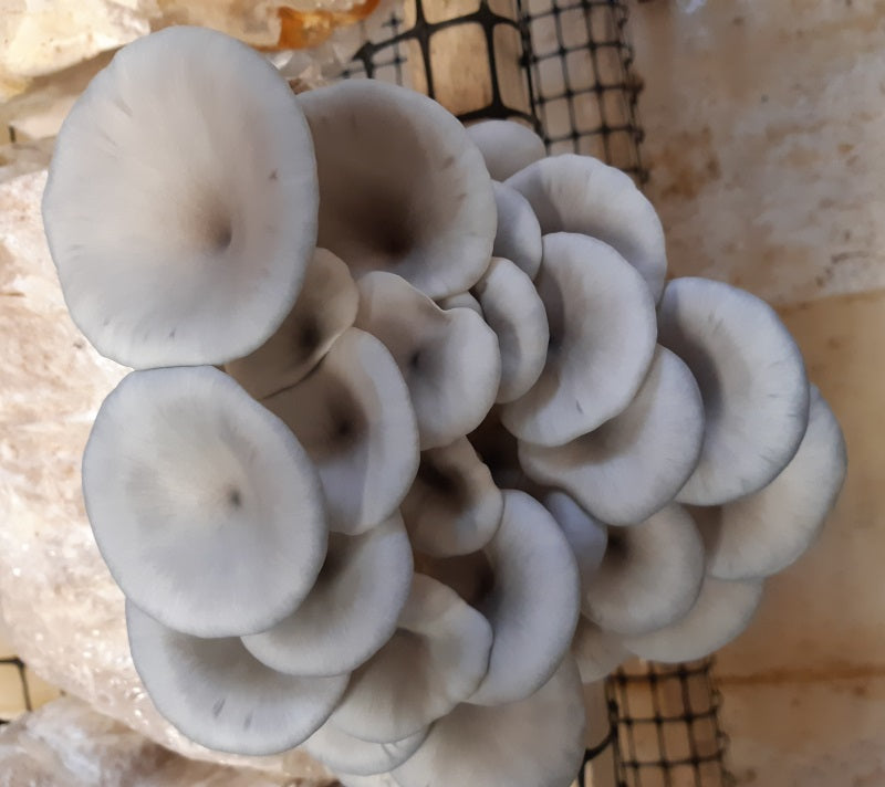 Mushroom Growing Kits from Windy Heights