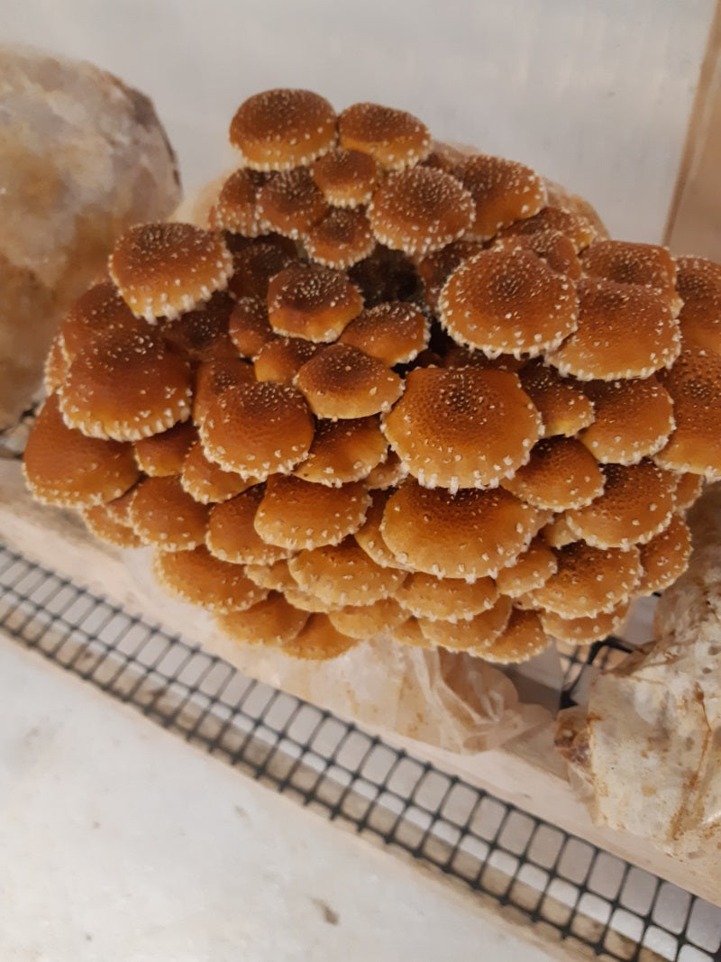 Mushroom Growing Kits from Windy Heights