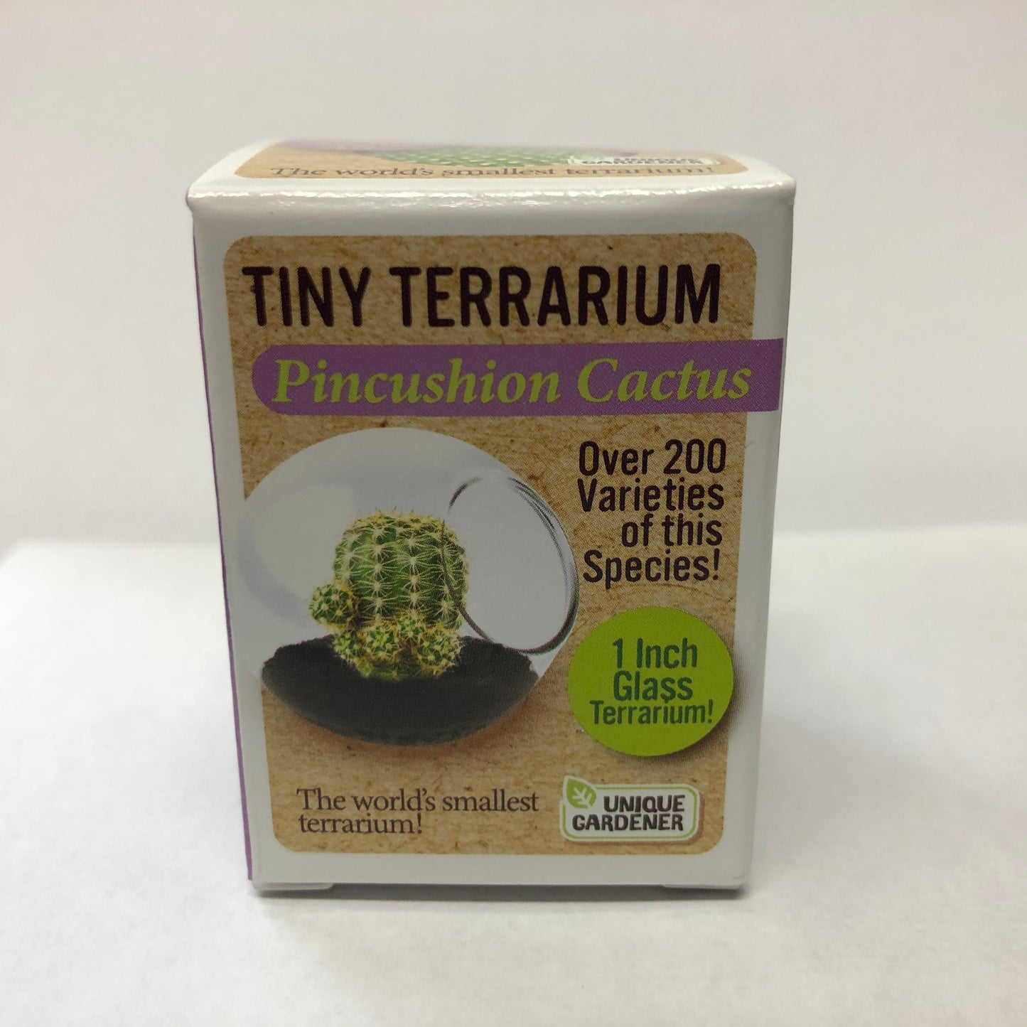 Tiny Terrarium Assorted Cactus or Sedums