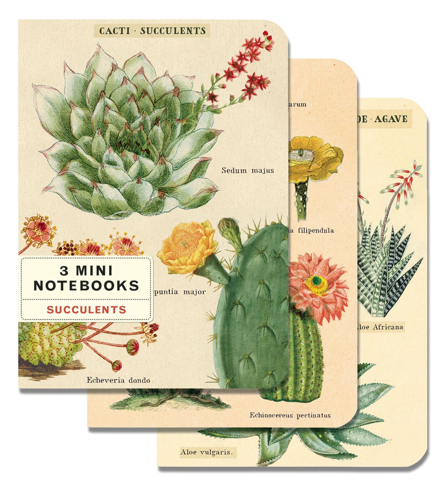 Cavallini & Co. Mini Notebooks (Set of 3)