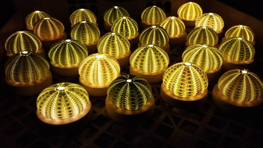 *LIMITED EDITION* Green Urchin Lamps